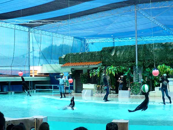 サムイ島 アクアリウム 水族館 アシカ